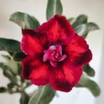 Planta Dobrada 3660 – 35cm – 03 anos