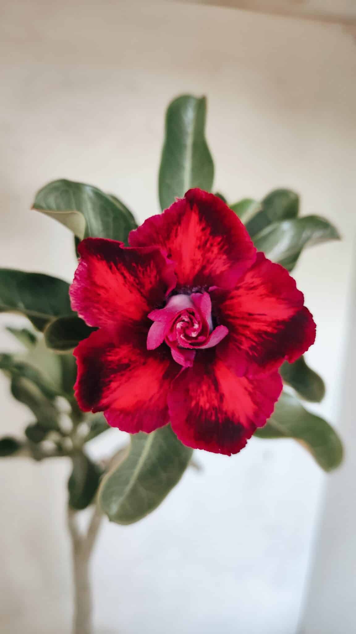 DOBRADA 3660 (2) Planta Dobrada 3660 – 35cm – 03 anos - Imagem 1