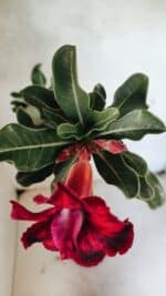 Planta Dobrada 3660 – 35cm – 03 anos - Imagem 4