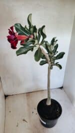 Planta Dobrada 3660 – 35cm – 03 anos - Imagem 5