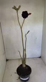 Planta Dobrada 3661 – 35cm – 03 anos - Imagem 2