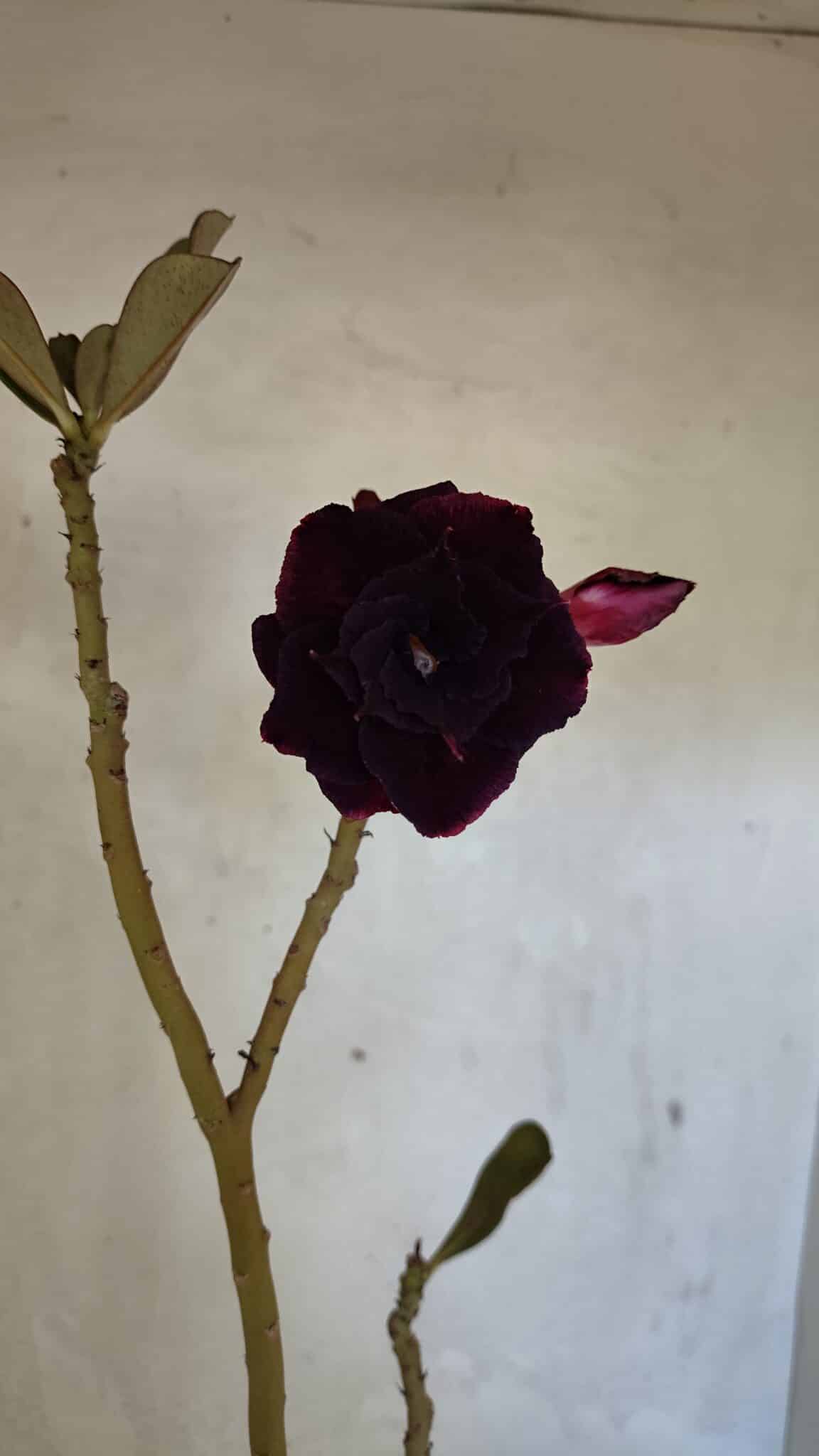 DOBRADA 3661 (2) Planta Dobrada 3661 – 35cm – 03 anos - Imagem 1