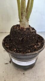 Planta Dobrada 3661 – 35cm – 03 anos - Imagem 7