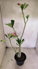 Planta Dobrada 3662 – 35cm – 03 anos - Imagem 5