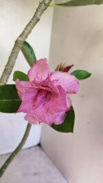 Planta Dobrada 3662 – 35cm – 03 anos