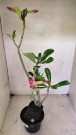 Planta Dobrada 3662 – 35cm – 03 anos - Imagem 7
