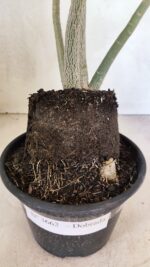 Planta Dobrada 3662 – 35cm – 03 anos - Imagem 6