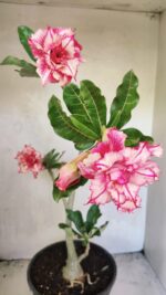 Planta Dobrada 3663 – 55cm – 04 anos - Imagem 4