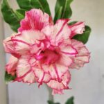 Planta Dobrada 3663 – 55cm – 04 anos