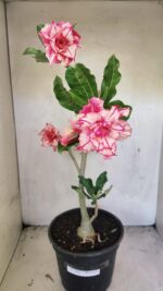 Planta Dobrada 3663 – 55cm – 04 anos - Imagem 2