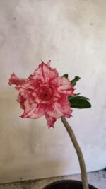 Planta Dobrada 3663 – 55cm – 04 anos - Imagem 6