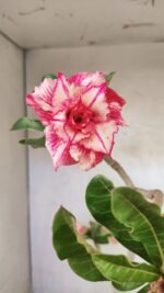 Planta Dobrada 3663 – 55cm – 04 anos - Imagem 5