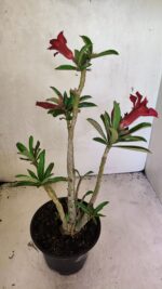 Planta Dobrada 3664 – 35cm – 03 anos - Imagem 5