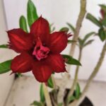 Planta Dobrada 3664 – 35cm – 03 anos