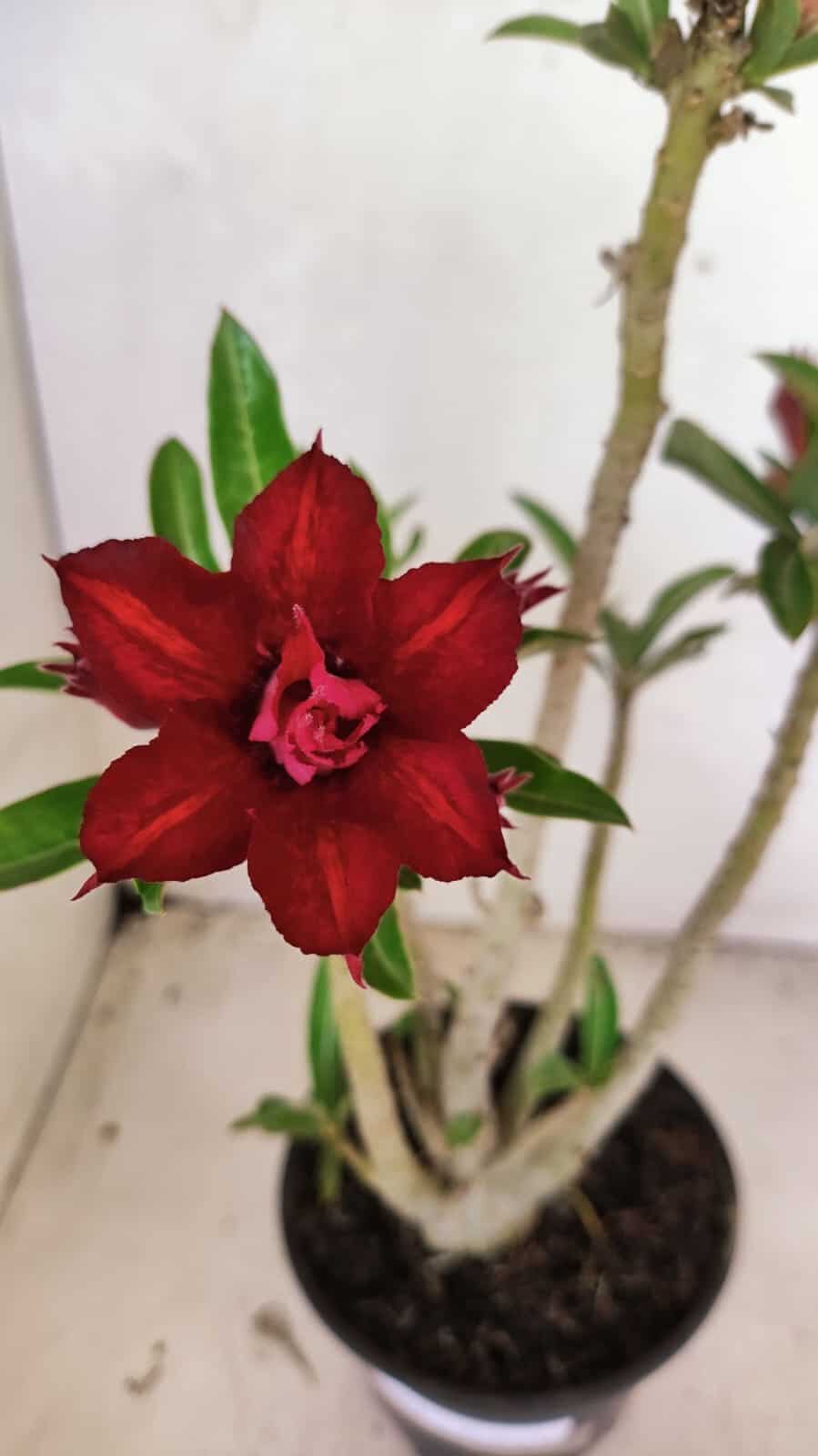 DOBRADA 3664 (2) Planta Dobrada 3664 – 35cm – 03 anos - Imagem 1