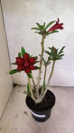 Planta Dobrada 3664 – 35cm – 03 anos - Imagem 2
