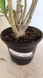 Planta Dobrada 3664 – 35cm – 03 anos - Imagem 6