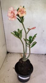 Planta Dobrada 3665 – 35cm – 03 anos - Imagem 6