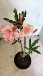 Planta Dobrada 3665 – 35cm – 03 anos - Imagem 2