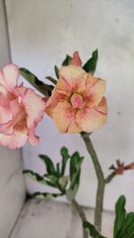 Planta Dobrada 3665 – 35cm – 03 anos