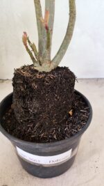Planta Dobrada 3665 – 35cm – 03 anos - Imagem 7