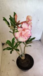 Planta Dobrada 3665 – 35cm – 03 anos - Imagem 4