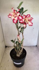 Planta Dobrada 3666 – 50cm – 03 anos - Imagem 2
