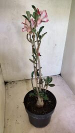Planta Dobrada 3666 – 50cm – 03 anos - Imagem 6