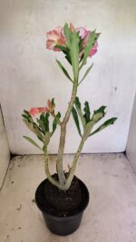 Planta Dobrada 3666 – 50cm – 03 anos - Imagem 9