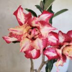 Planta Dobrada 3666 – 50cm – 03 anos