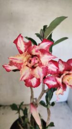 Planta Dobrada 3666 – 50cm – 03 anos