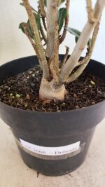 Planta Dobrada 3666 – 50cm – 03 anos - Imagem 8