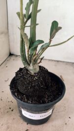 Planta Dobrada 3667 – 35cm – 03 anos - Imagem 7