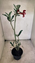 Planta Dobrada 3667 – 35cm – 03 anos - Imagem 4