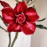 Planta Dobrada 3667 – 35cm – 03 anos