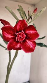 Planta Dobrada 3667 – 35cm – 03 anos