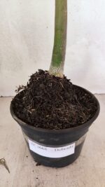 Planta Dobrada 3668 – 35cm – 03 anos - Imagem 9