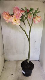 Planta Dobrada 3668 – 35cm – 03 anos - Imagem 8