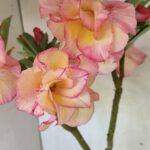 Planta Dobrada 3668 – 35cm – 03 anos