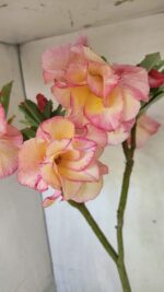 Planta Dobrada 3668 – 35cm – 03 anos