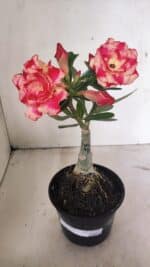 ENXERTO 12352 – 20cm (cor LM 995)