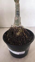 ENXERTO 12352 – 20cm (cor LM 995) - Imagem 5