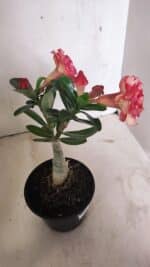 ENXERTO 12352 – 20cm (cor LM 995) - Imagem 6