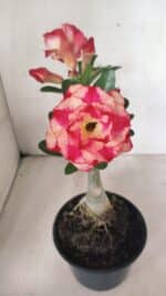 ENXERTO 12352 – 20cm (cor LM 995) - Imagem 3