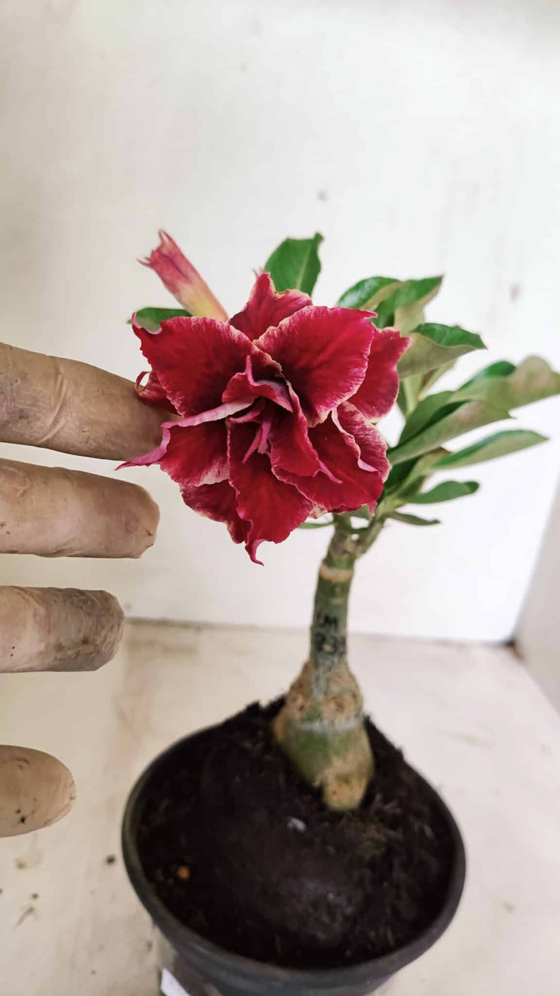 ENXERTO 12353 (2) ENXERTO 12353 – 20cm (cor LM 833) - Imagem 1