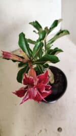 ENXERTO 12353 – 20cm (cor LM 833) - Imagem 4