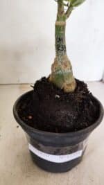 ENXERTO 12353 – 20cm (cor LM 833) - Imagem 7