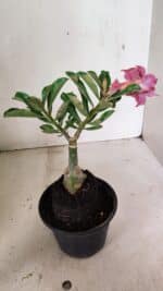 ENXERTO 12353 – 20cm (cor LM 833) - Imagem 6