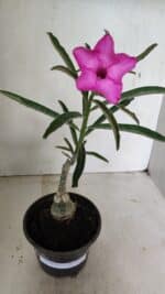 ENXERTO 12354 – 20cm (cor LM 512) - Imagem 2