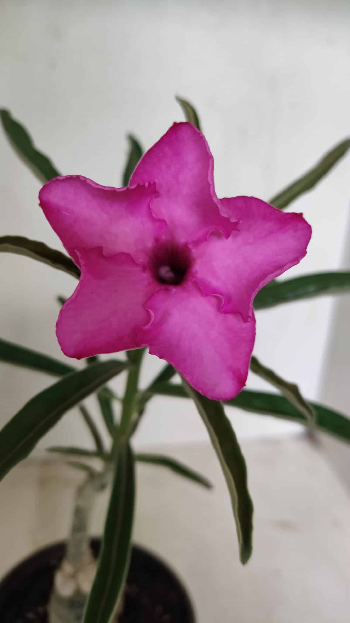 ENXERTO 12354 (2) ENXERTO 12354 – 20cm (cor LM 512) - Imagem 1